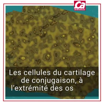 Jusqu'à quel âge peut-on grandir ?