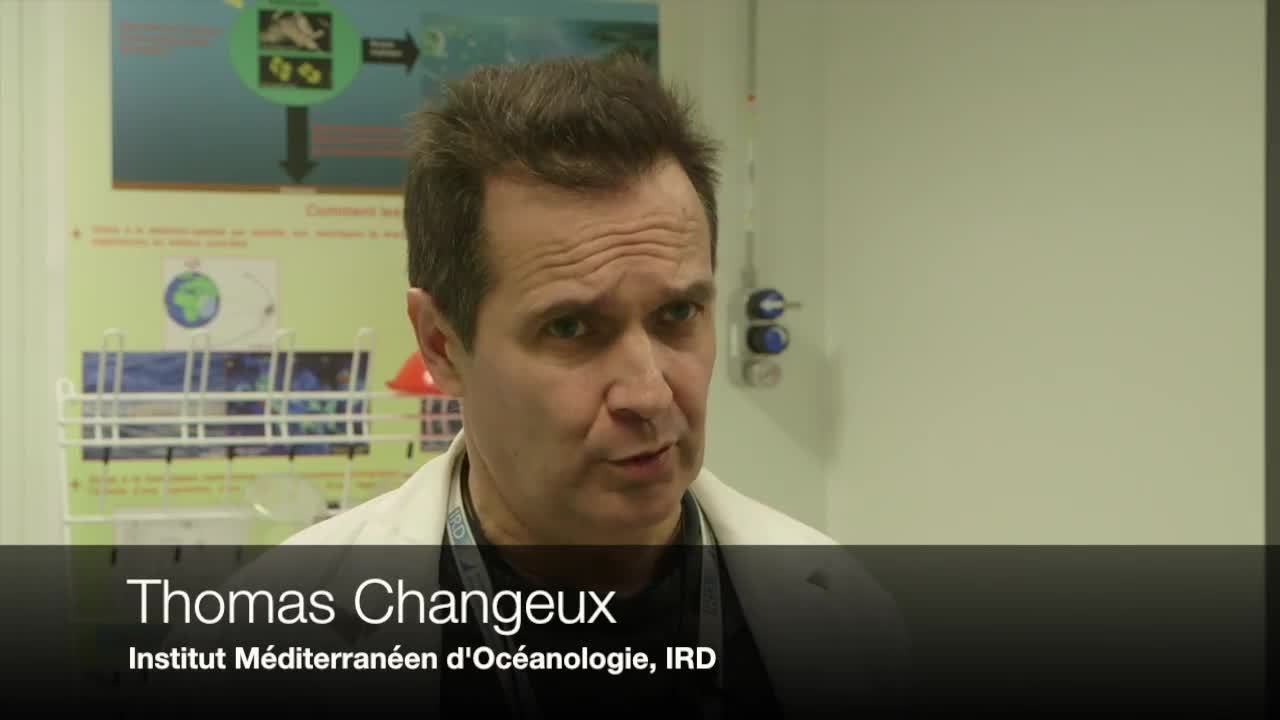 CAM Les sargasses : ces algues toxiques qui envahissent nos côtes !