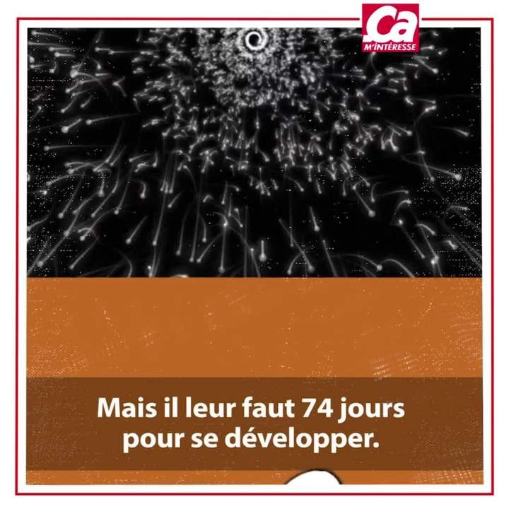 CAM Quelle est la durée de vie des spermatozoïdes ?