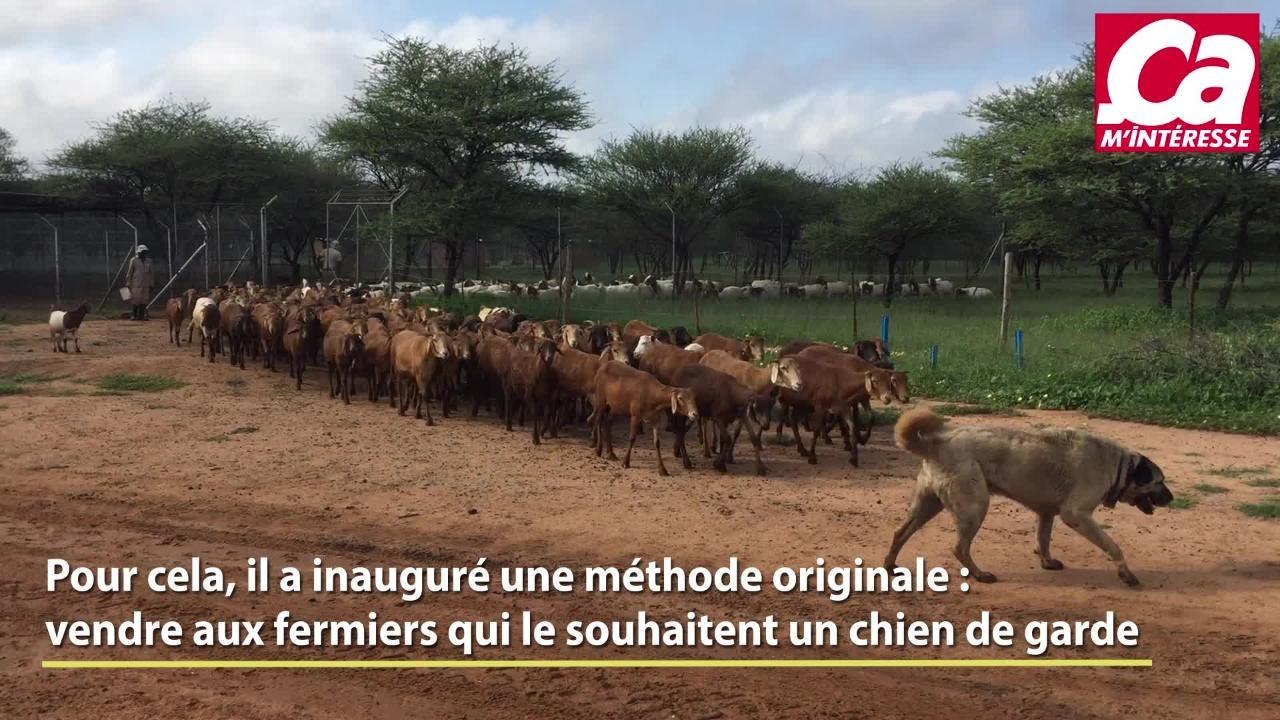 Les guépards Namibie