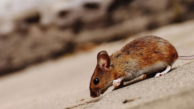 CAM Pourquoi le curseur de la souris est-il penché ?