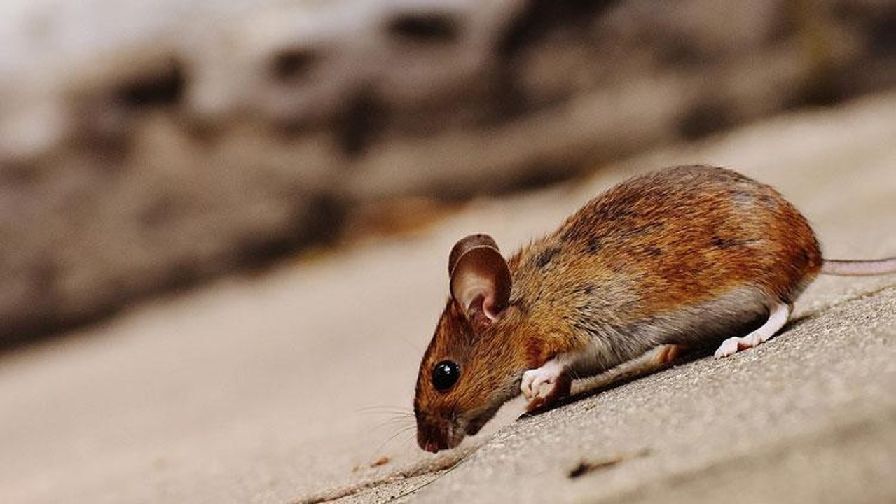 CAM Pourquoi le curseur de la souris est-il penché ?