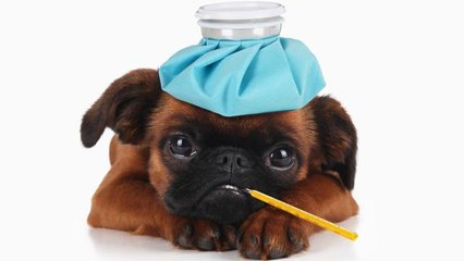 CAM Pourquoi a-t-on de la fièvre quand on est malade ?