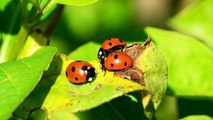 Pourquoi les coccinelles ont-elles des points noirs ?