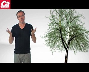 Les arbres ont-ils une hauteur maximale ?