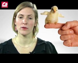 Comment les oiseaux ont-ils appris à voler ?