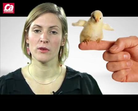 Comment les oiseaux ont-ils appris à voler ?