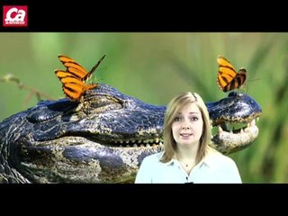 Les animaux ont-ils des sentiments ?