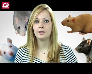 Les rats pourraient-ils nous remplacer ?
