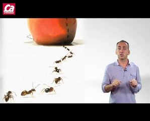 Les hommes travaillent-ils comme des bêtes ?