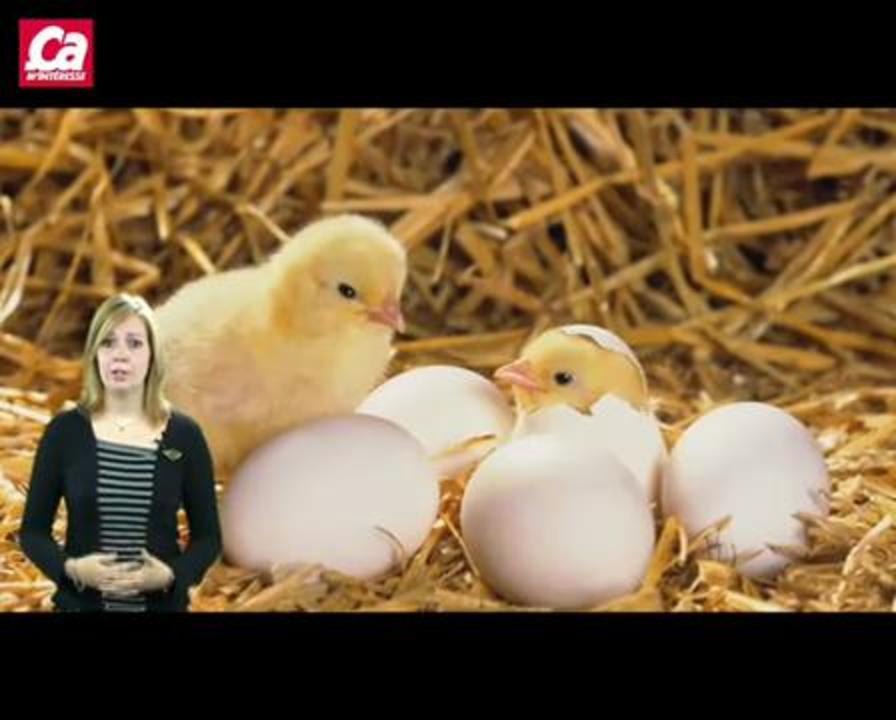 L'oeuf ou la poule ?