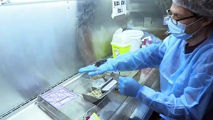 Suíça decide sobre fim de experimentos em animais