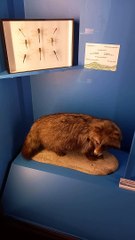 Muséum d'histoire naturelle de Grenoble (51)