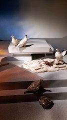 Muséum d'histoire naturelle de Grenoble (45)