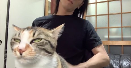 【Yoututbe55万再生】うちのヌッコから尻を叩けとせがまれる度にケツドラムかましてヘブン状態にしてあげている spanking the cat