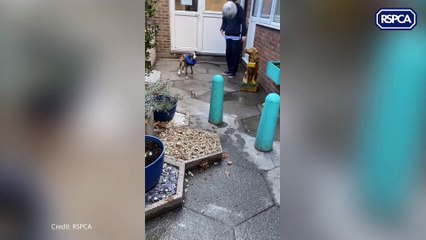 Puppy dumped in Dartford garden now recovering after nearly losing leg