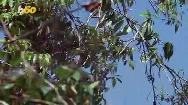 These ‘Golfing’ Cockatoos Taught Themselves to Use Tools, a Rarity in the Animal Kingdom
