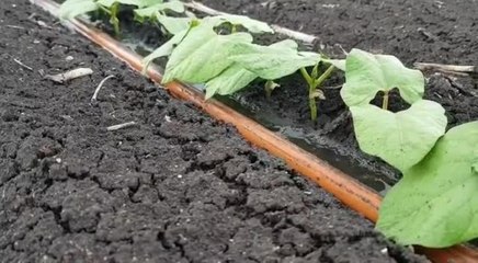 Drip Irrigation Moving