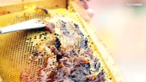 La escasez de flores pone en riesgo la supervivencia de las abejas en Chile