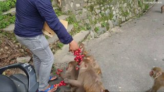 Feeding Darkred Dates fruits to the hungry monkey | monkey love darkred dates fruit | feeding monkey