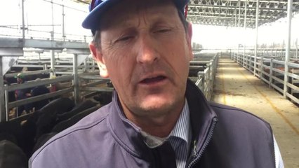 Mortlake store cattle wrap up