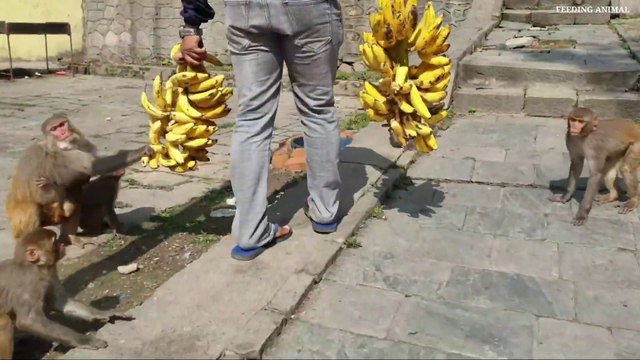 Monkey like to eat banana || feeding banana to the monkey || Monkey man