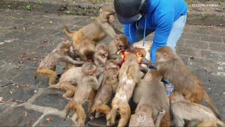 feeding pomegranate to the hungry monkey __ monkey eat pomegranate __ monkey lik_Full-HD