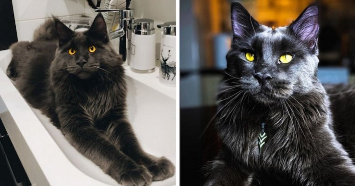 Ce Maine Coon qui ressemble à une panthère noire se comporte comme un chien