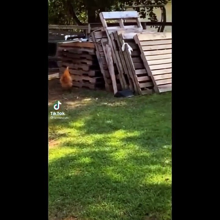 AWW SO CUTE | Cutest baby animals Videos -Cute moment of the Animals - Cutest Animals