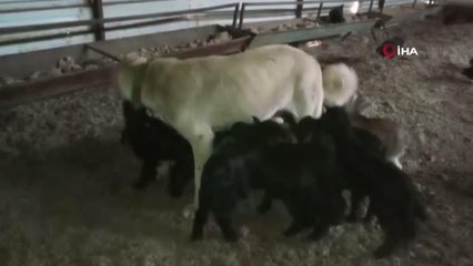 Çoban köpeği yavru keçilere süt annelik yapıyor
