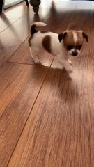 Puppy Surprised by its Own Sneeze