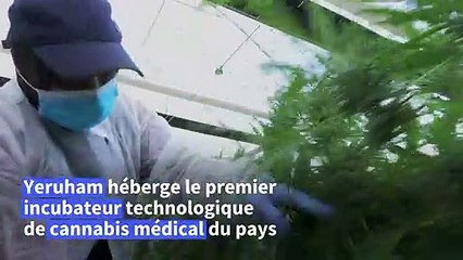 En Israël, une ville du désert veut devenir "la capitale" du cannabis médical