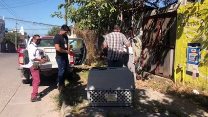 Conoce la labor de la «Patrulla Verde»  dedicada a la preservación de la flora y fauna en Jalisco