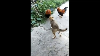 Chicken VS Dog Fight  -  Funny Dog Fight Videos