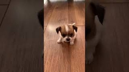 Puppy Surprised by its Own Sneeze