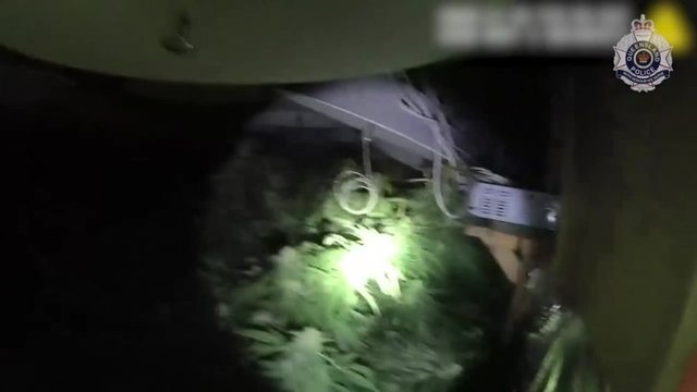 Hydroponic growing systems allegedly found at Loganholme, Slacks Creek