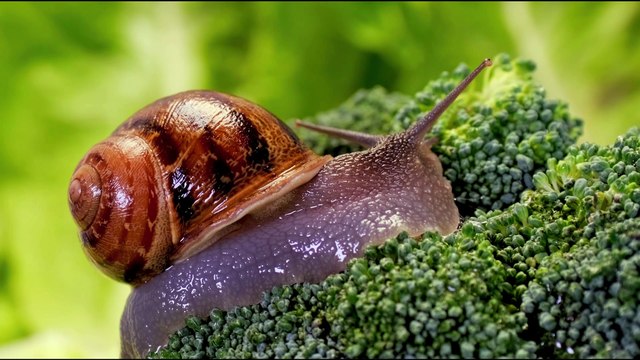 Perfect Black 12K HDR 60FPS Dolby Vision_6