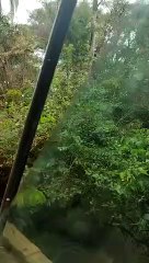 Mais de mil bovinos são flagrados em situação precária