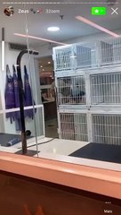 Puppy is Excited to See Mom After Bath at Pet Shop