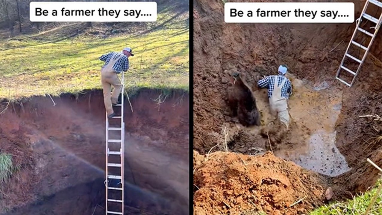 Farmer Gets Dirty Saving His Calf