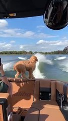 Puppy Has Perfect Timing to Witness Wakeboard Flip
