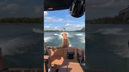 Puppy Has Perfect Timing to Witness Wakeboard Flip