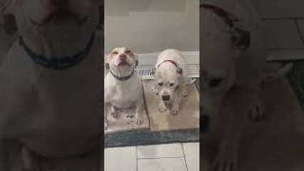 Dogs Feeling Different After Stealing Edible