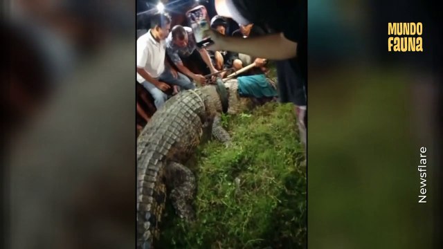 Cocodrilo es liberado de un neumático que estuvo atrapado durante más de cinco años en su cuello