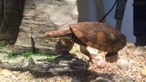 Manning River turtle in rehabilitation
