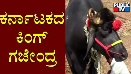 ಒಂದೂವರೆ ಟನ್ ತೂಕ.. ನೋಡಲು ಮನಮೋಹಕ ಈ ಗಜೇಂದ್ರ..! | Murrah Buffalo | Kagvad