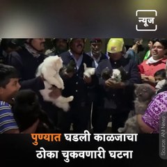 Watch: Firemen Rescue 10 Persian Cats From Burning Building In Pune