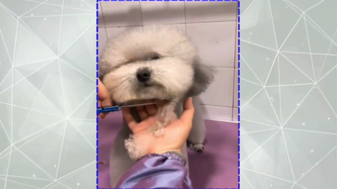 Actress Rashmika Mandanna Playing With Her Pet Dog | Rashmika Mandanna Viral Videos #rashmika