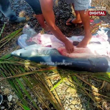 Pating na manganganak sana sa baybayin, kinatay! | GMA News Feed