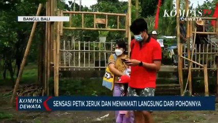 Sensasi Wisata Petik Jeruk